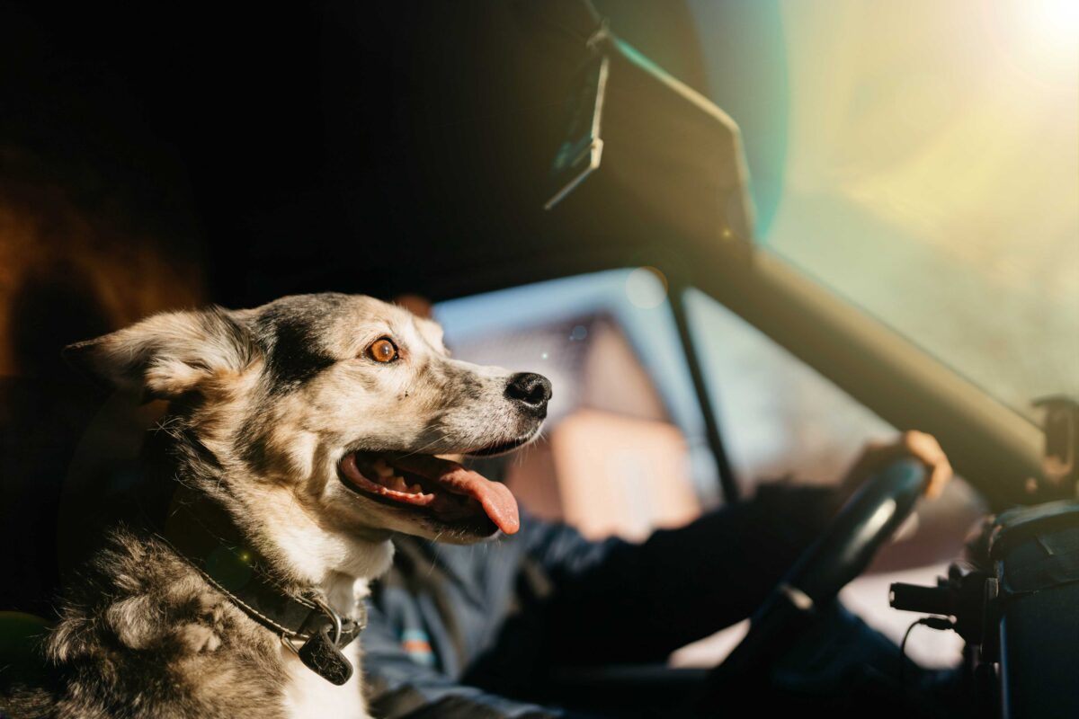 Truck Driving with a Pet: What You Need to Know